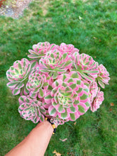 Load image into Gallery viewer, Aeonium Bonsai Pink Witch Cluster (4) - April Farm/Rare Succulent
