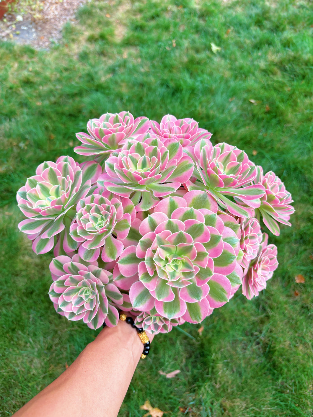 Aeonium Bonsai Pink Witch Cluster (4) - April Farm/Rare Succulent