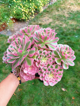 Load image into Gallery viewer, Aeonium Bonsai Pink Witch Cluster (4) - April Farm/Rare Succulent

