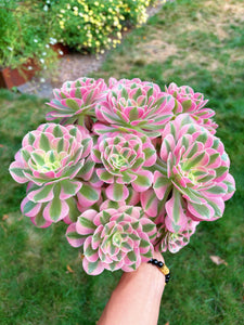 Aeonium Bonsai Pink Witch Cluster (4) - April Farm/Rare Succulent