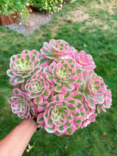Load image into Gallery viewer, Aeonium Bonsai Pink Witch Cluster (4) - April Farm/Rare Succulent
