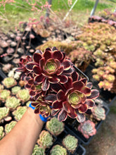 Load image into Gallery viewer, Aeonium Eucarie - April Farm/Rare Succulents
