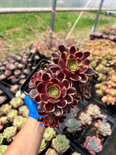 Load image into Gallery viewer, Aeonium Eucarie - April Farm/Rare Succulents
