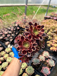 Aeonium Eucarie - April Farm/Rare Succulents