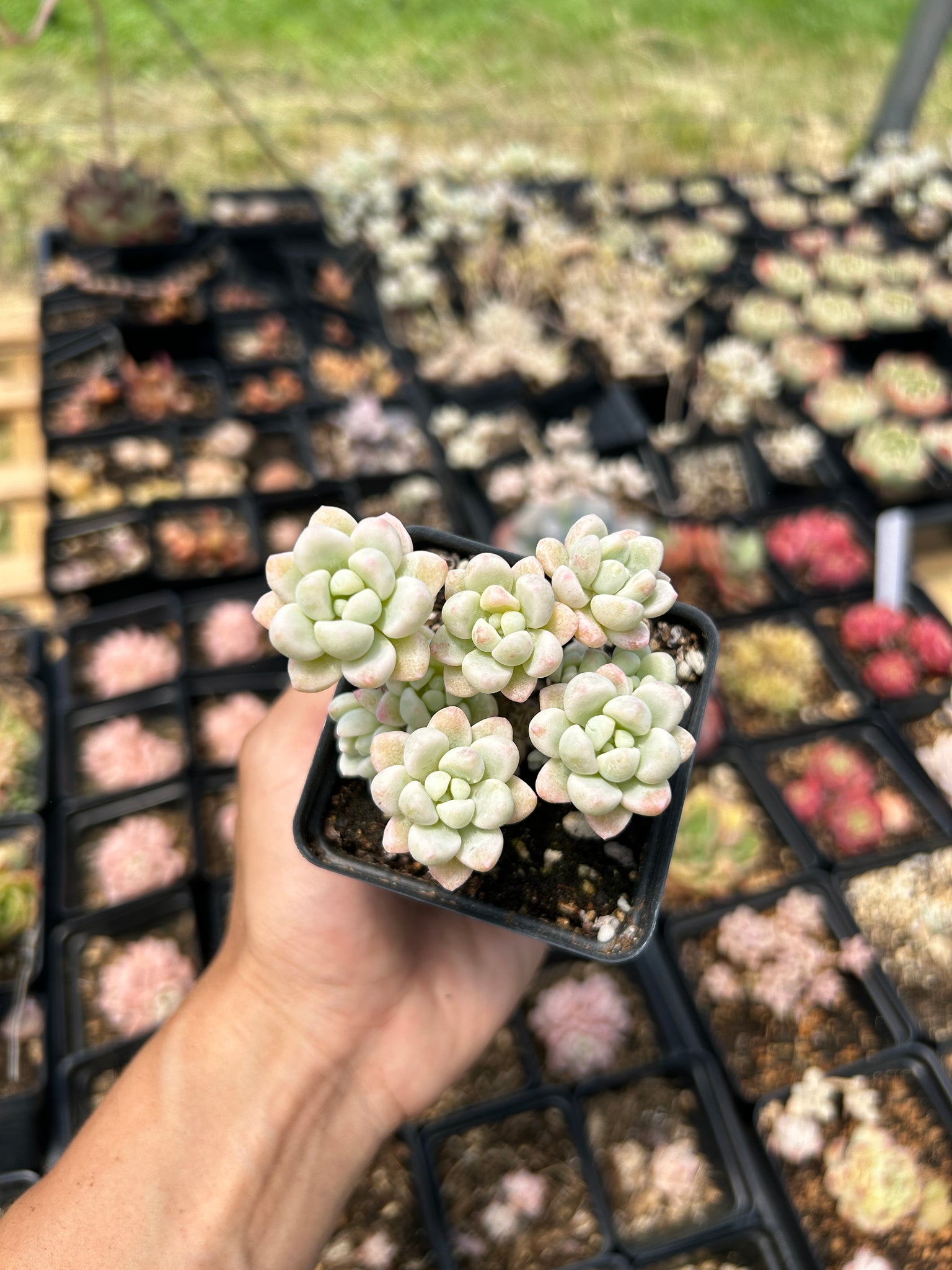sedum clavatum variegata Sedum Variegated Clavatum cluster