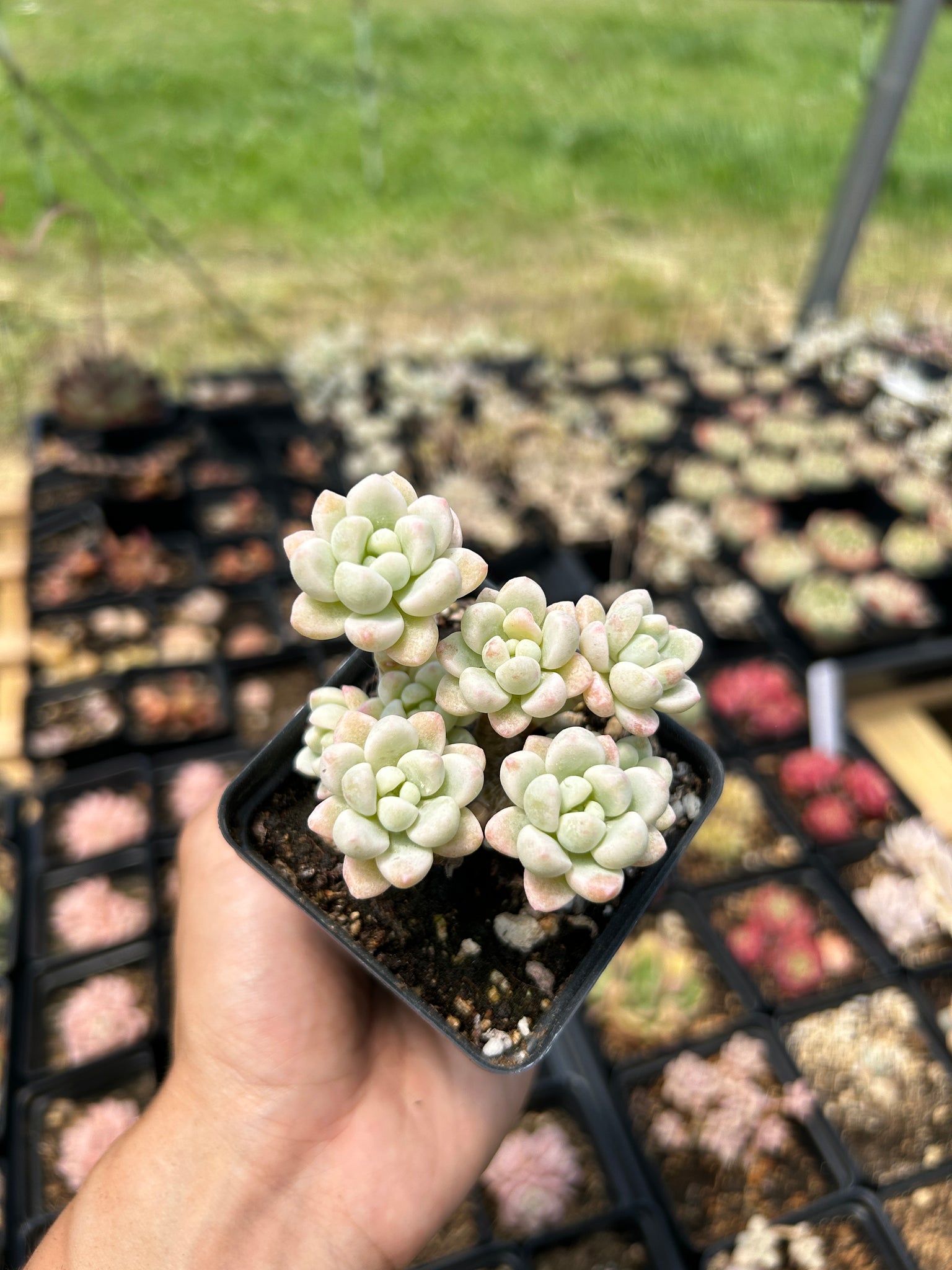 sedum clavatum succulent Sedum Variegated Clavatum cluster
