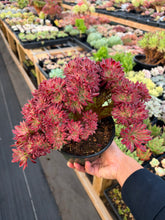 Load image into Gallery viewer, Aeonium Crested Peacock Plume - April Farm/Rare Succulent