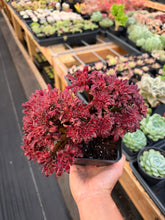 Load image into Gallery viewer, Aeonium Crested Peacock Plume - April Farm/Rare Succulent