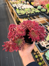 Load image into Gallery viewer, Aeonium Crested Peacock Plume - April Farm/Rare Succulent