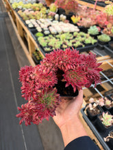 Load image into Gallery viewer, Aeonium Crested Peacock Plume - April Farm/Rare Succulent