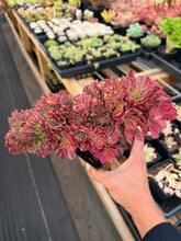 Load image into Gallery viewer, Aeonium Crested Fragrance Consort - April Farm/Rare Succulent