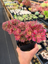 Load image into Gallery viewer, Aeonium Crested Fragrance Consort - April Farm/Rare Succulent