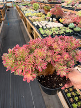 Load image into Gallery viewer, Aeonium Crested Fragrance Consort - April Farm/Rare Succulent