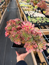 Load image into Gallery viewer, Aeonium Crested Fragrance Consort - April Farm/Rare Succulent