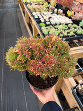 Load image into Gallery viewer, Aeonium Crested Coral - April Farm/Rare Succulent