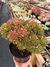 Load image into Gallery viewer, Aeonium Crested Coral - April Farm/Rare Succulent