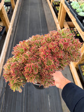 Load image into Gallery viewer, Aeonium Crested Athena (1) - April Farm/Rare Succulent