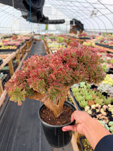 Load image into Gallery viewer, Aeonium Crested Athena (1) - April Farm/Rare Succulent