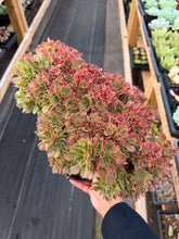 Load image into Gallery viewer, Aeonium Crested Athena (1) - April Farm/Rare Succulent