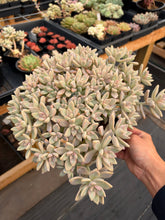 Load image into Gallery viewer, Graptoveria Crested Victor Kane - April Farm/Rare Succulents