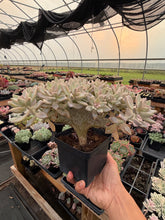 Load image into Gallery viewer, Graptoveria Crested Victor Kane - April Farm/Rare Succulents