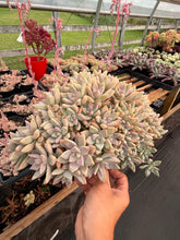 Load image into Gallery viewer, Graptoveria Crested Victor Kane - April Farm/Rare Succulents