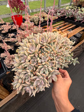 Load image into Gallery viewer, Graptoveria Crested Victor Kane - April Farm/Rare Succulents