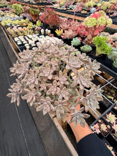 Load image into Gallery viewer, Graptoveria Victor Kane - April Farm/Rare Succulents