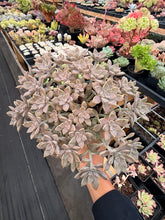 Load image into Gallery viewer, Graptoveria Victor Kane - April Farm/Rare Succulents