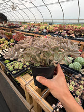 Load image into Gallery viewer, Graptoveria Victor Kane - April Farm/Rare Succulents