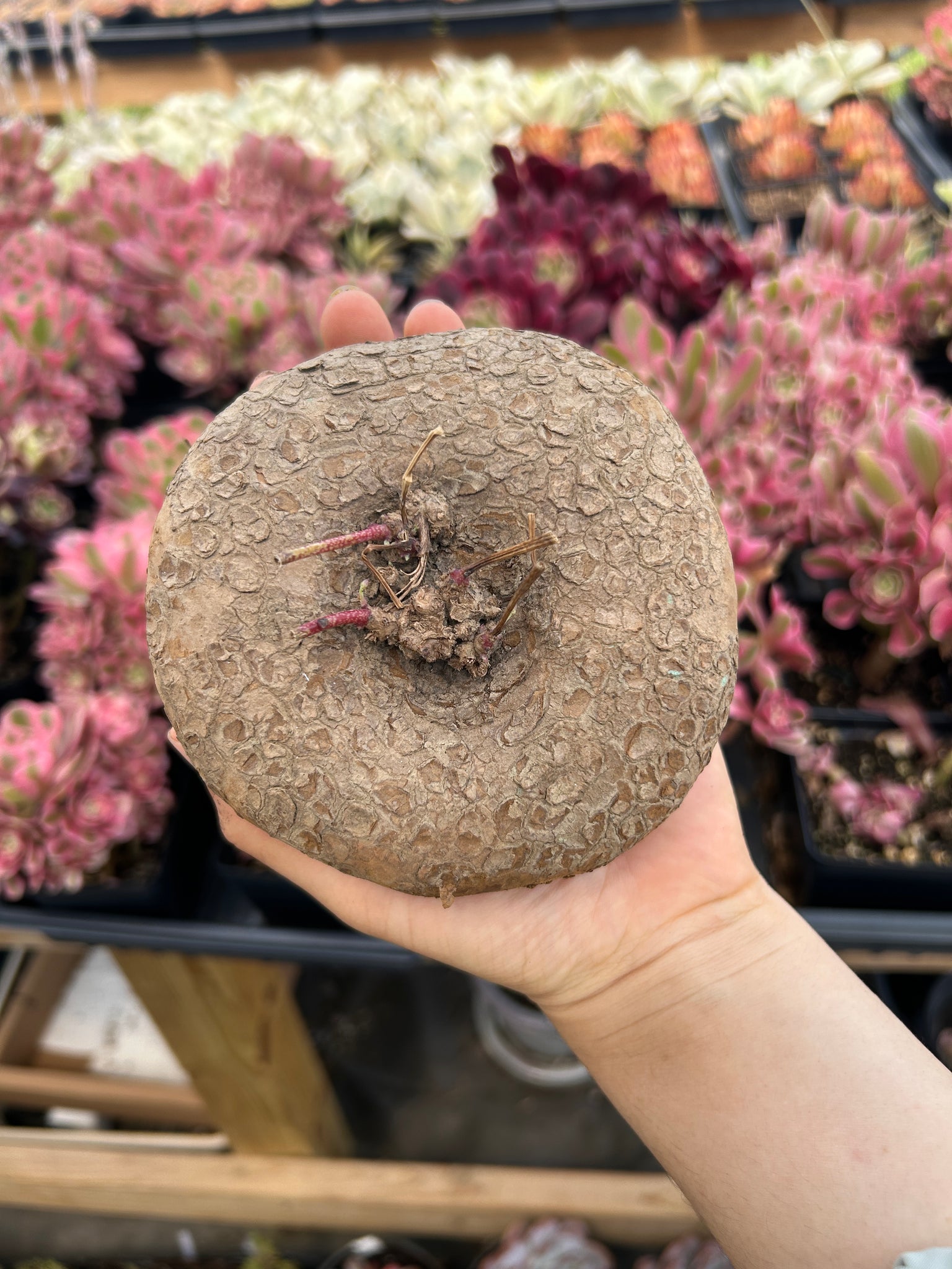 succulent bulb plants Giant Stephania Cepharantha Bulb