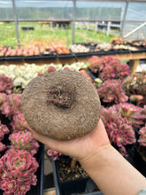 Load image into Gallery viewer, Giant Stephania Cepharantha Bulb - April Farm/Rare Succulents
