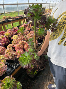 Aeonium Giant Crested sp (2) - April Farm/Rare Succulents