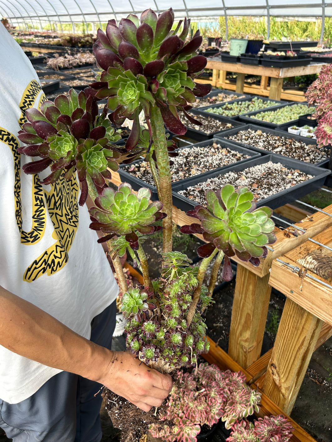 Aeonium Giant Crested sp (2) - April Farm/Rare Succulents