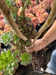 Aeonium Giant Crested sp (2) - April Farm/Rare Succulents