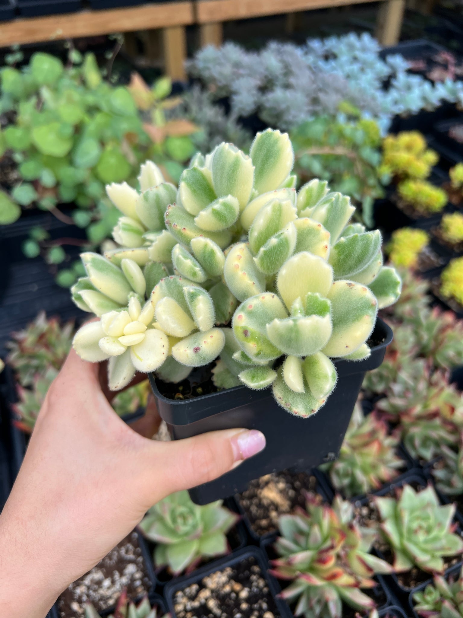 yellow bear paw succulent Cotyledon tomentosa Harv. variegated cv. "Bear's paws" "lady smith"