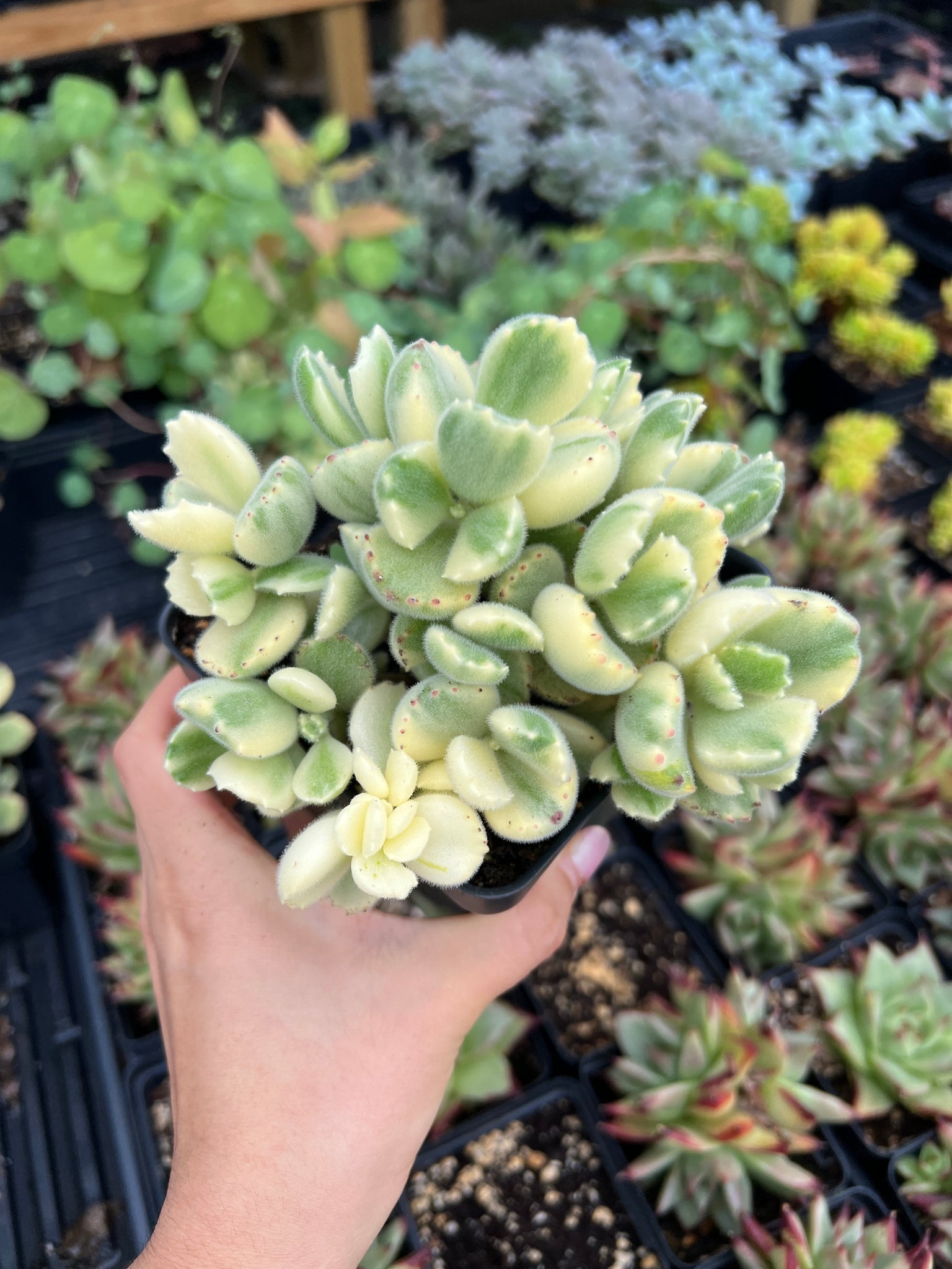 paw bear succulent Cotyledon tomentosa Harv. variegated cv. "Bear's paws" "lady smith"