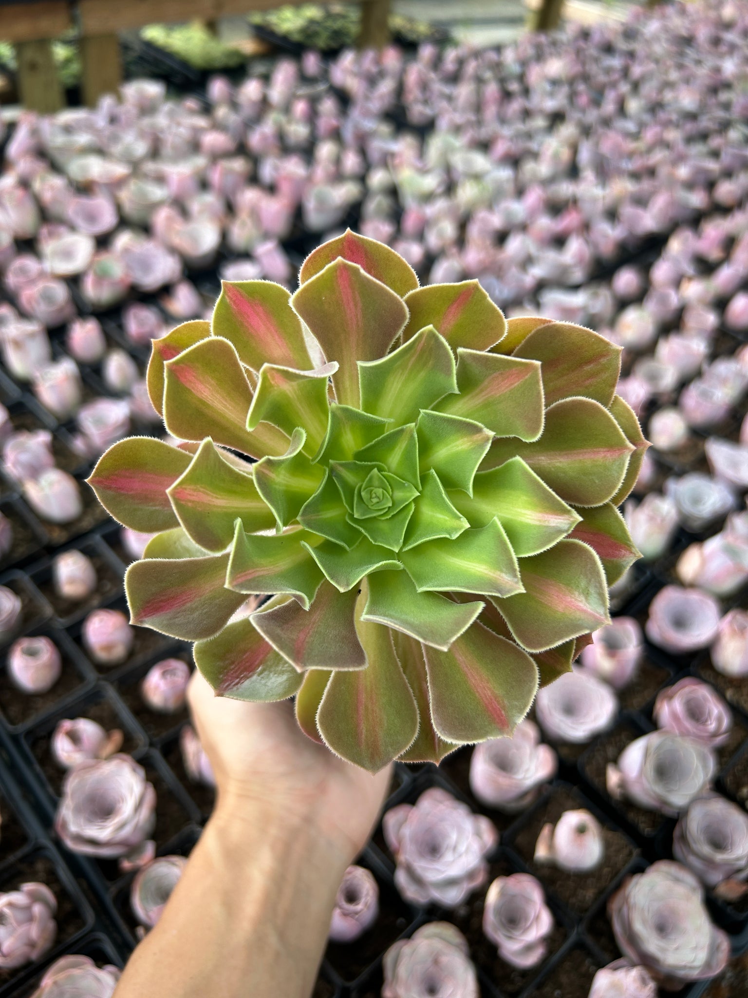 black flower succulent Aeonium sp black witch