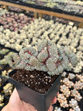 Load image into Gallery viewer, Echeveria Chrissy and Ryan crested - April Farm/Rare Succulents