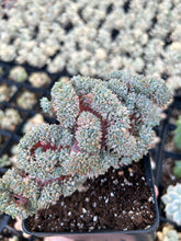 Load image into Gallery viewer, Echeveria Chrissy and Ryan crested - April Farm/Rare Succulents
