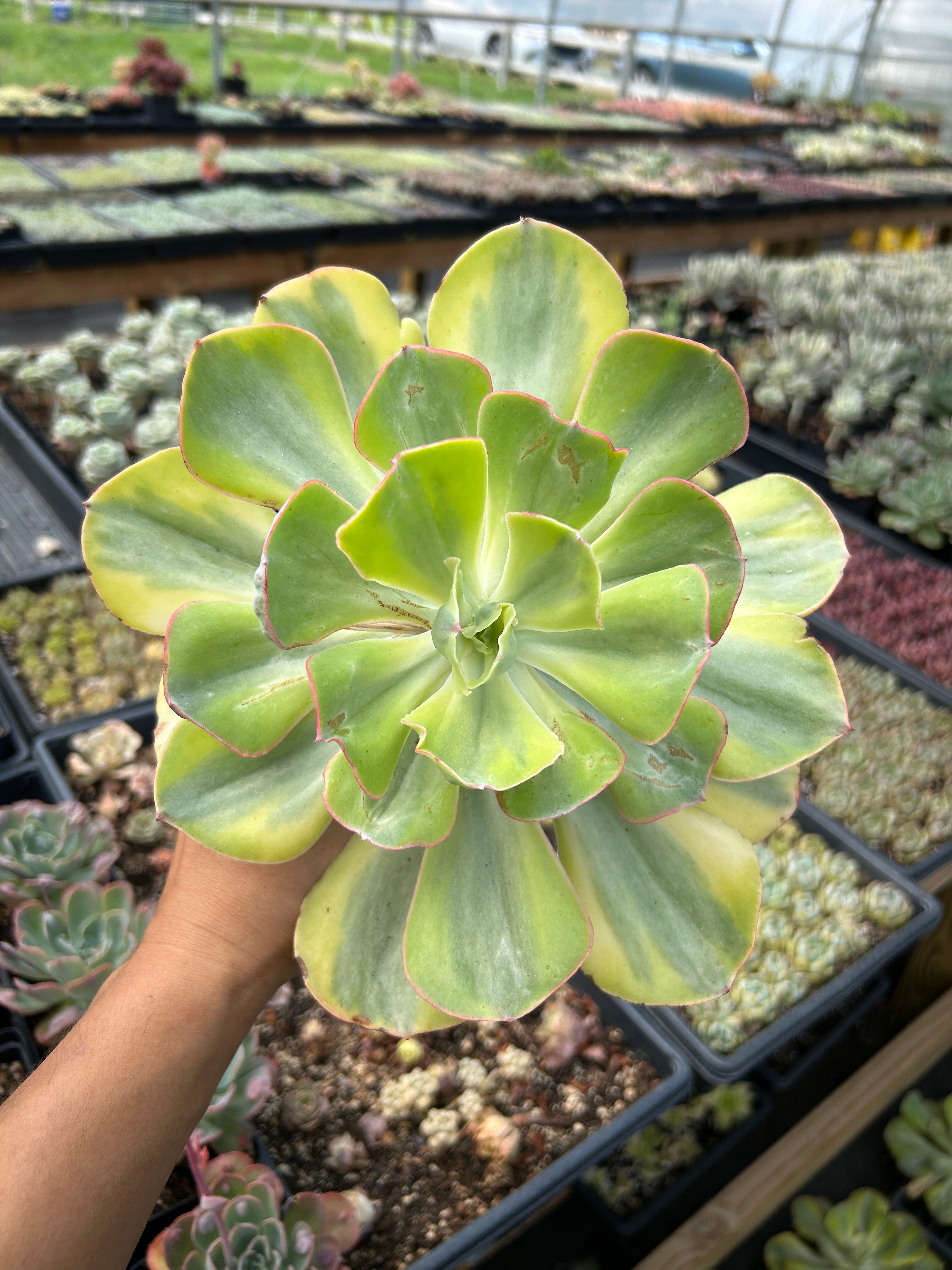 Echeveria Sunset Peony Variegated - April Farm/Rare Succulents