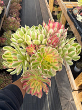 Load image into Gallery viewer, Aeonium Pink Witch Bouquet (3) - April Farm/Rare Succulent