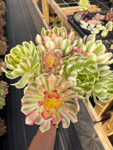 Load image into Gallery viewer, Aeonium Pink Witch Bouquet (3) - April Farm/Rare Succulent