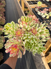 Load image into Gallery viewer, Aeonium Pink Witch Bouquet (3) - April Farm/Rare Succulent