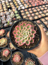 Load image into Gallery viewer, Echeveria Variegated Weariness - April Farm/Rare Succulent