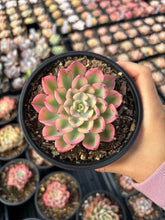 Load image into Gallery viewer, Echeveria Variegated Weariness - April Farm/Rare Succulent