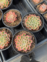 Load image into Gallery viewer, Echeveria Variegated Weariness - April Farm/Rare Succulent