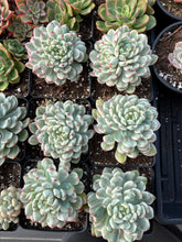 Load image into Gallery viewer, Echeveria Variegated Blue Apple - April Farm/Rare Succulent