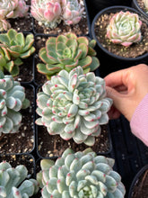 Load image into Gallery viewer, Echeveria Variegated Blue Apple - April Farm/Rare Succulent
