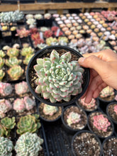 Load image into Gallery viewer, Echeveria Variegated Blue Apple - April Farm/Rare Succulent